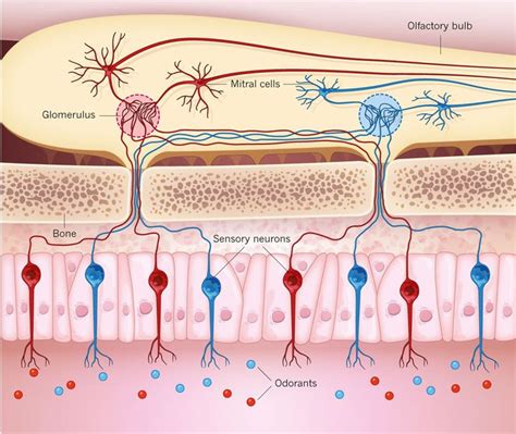 Sensory neurons in the nose are activated by specific odorants or ...