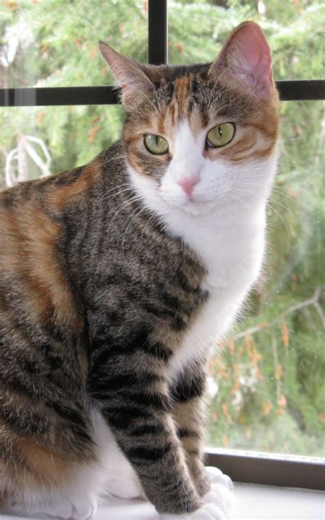 Image - Mixed-breed-calico-amp-tortoiseshell-cat-picture-3351-pet ...