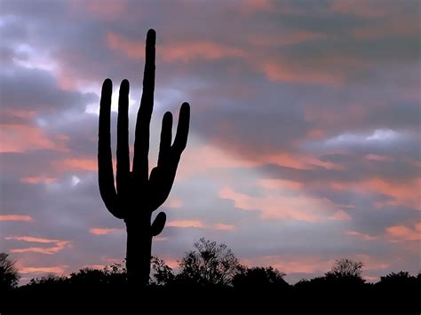 Giant Saguaro Cactus Silhouette In Arizona Sunset Painting by Elaine Plesser