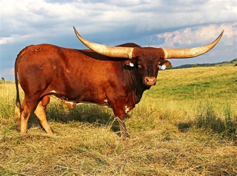 Beef Breeds: Texas longhorns