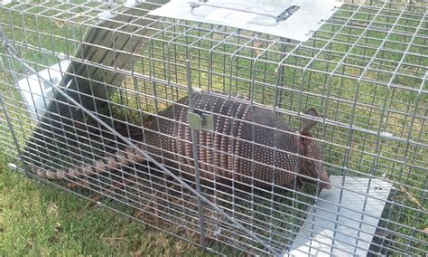 Armadillo Removal | Anytime Wildlife Removal