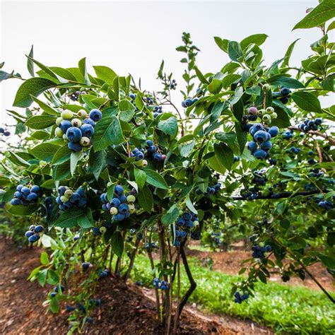 Blueberry Bush / Bushes from - R & S Berry of Naylor GA