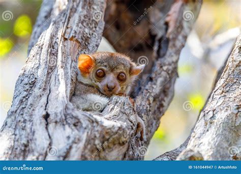 Small Night Sportive Lemur, Madagascar Wildlife Stock Image - Image of ...