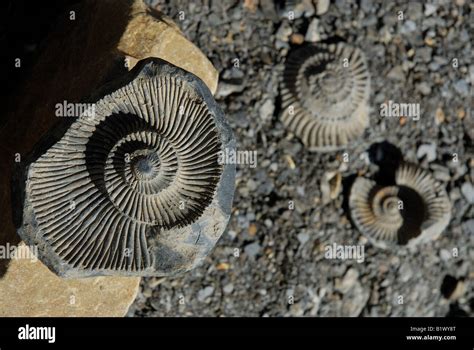 Fossil of primordial aquatic life ammonite found in Langza in Spiti Stock Photo: 18395240 - Alamy