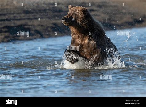 Alaskan Coastal Brown Bear FIshing Stock Photo - Alamy