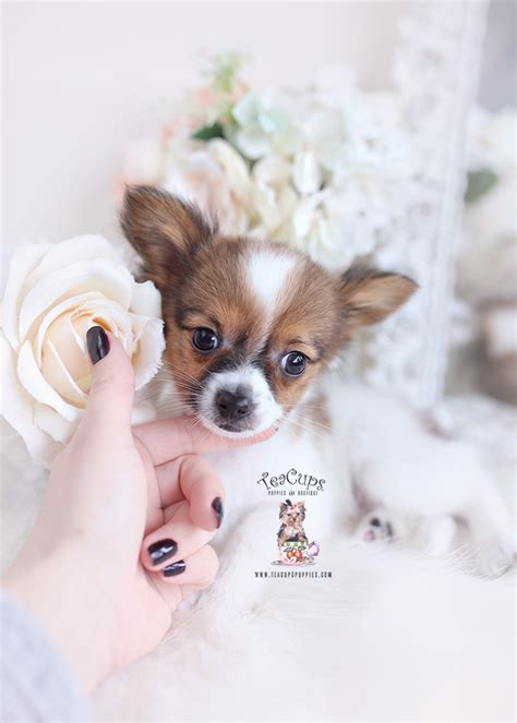 Papillon Puppies For Sale | Teacup Puppies & Boutique