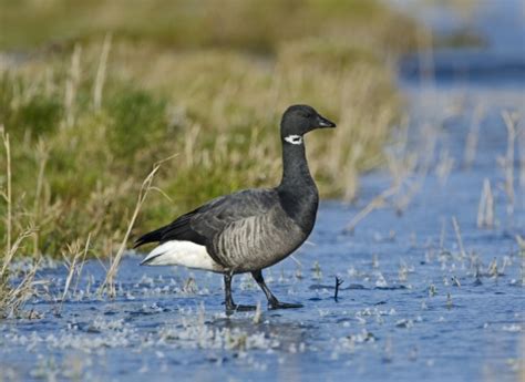 Brent Goose Migration | Essex Wildlife Trust