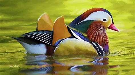 Mandarin Duck Painting by Garland Johnson - Fine Art America