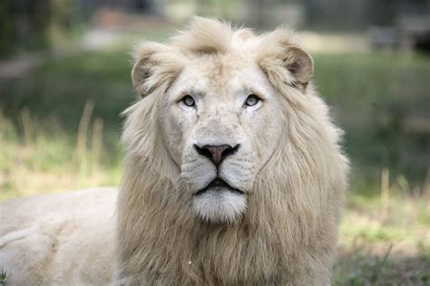 White Lion Wallpapers - Top Free White Lion Backgrounds - WallpaperAccess