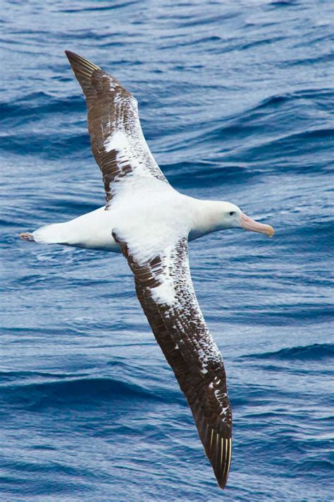 Why wandering albatrosses get divorced – new research