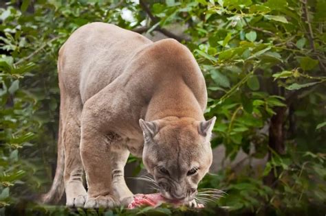 Cougar (Puma Concolor) - Lifestyle, Diet, and More - Wildlife Explained