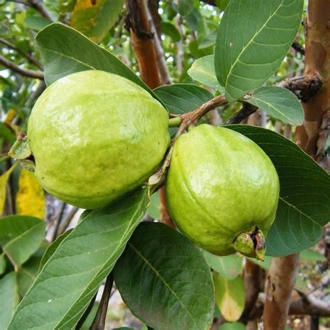 Wet Thai Pink guava amrud plant, For Fruits, Rs 65 /kg Amritanjali ...