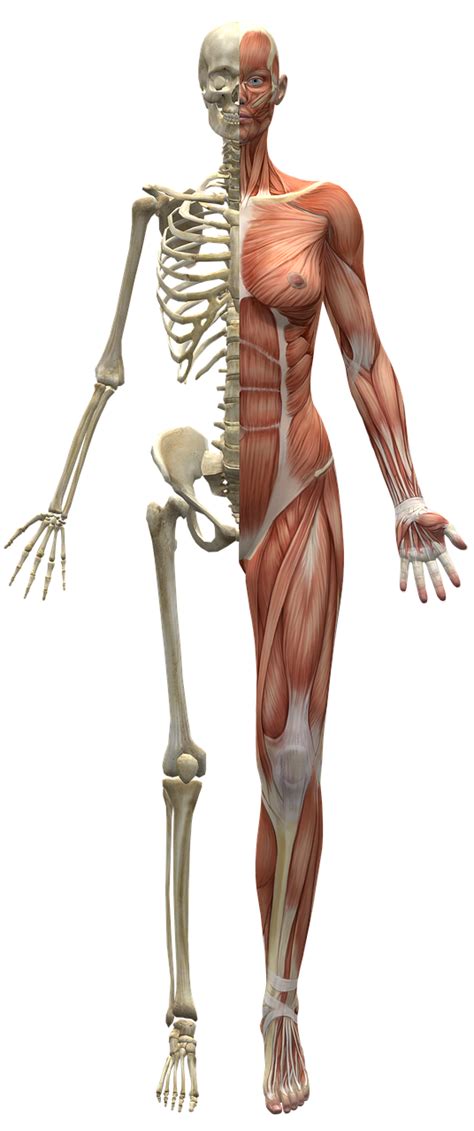 Download Muscles, Skeleton, Half Body. Royalty-Free Stock Illustration Image - Pixabay