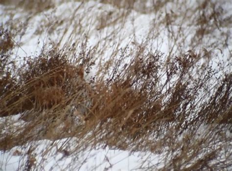 North Branch Nature Center: Snowy Owl Camouflage