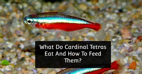 What Do Cardinal Tetras Eat And How To Feed Them? - Tetra Fish Care