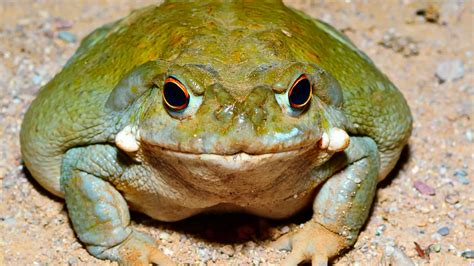 Risking death for psychedelic effects: People are licking Sonoran Desert Toad