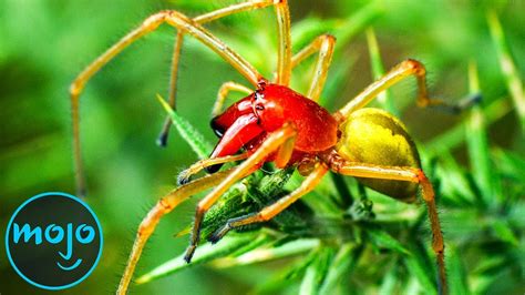 Top 10 Most Venomous Spiders On Earth - Sophisticated Bitch