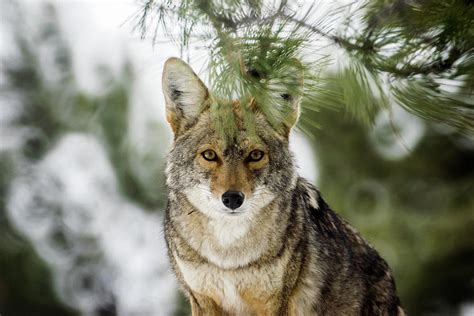 Wild Coyote in Mexico Photograph by Daniel Ramirez Rosillo - Pixels