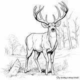 Bucks Coloring Pages  Free & Printable Deer Coloring sketch template