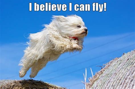 I believe I can fly! - I Has A Hotdog - Dog Pictures - Funny pictures ...