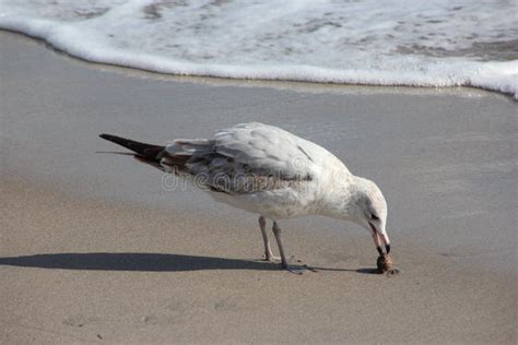 Seagull on Florida Beach stock photo. Image of seagull - 48315708