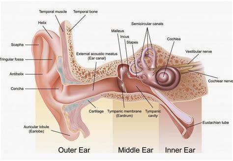 The ear: structure and functions - Blog of Kiversal