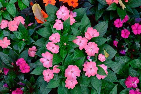 18 Annual Plants that Grow in Partial Shade - Garden Lovers Club