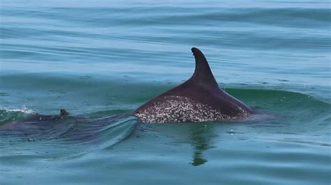 Rare Spotted Dolphin Seen Swimming With Group of Bottlenose Dolphins ...