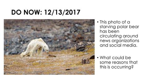 DO NOW: 12/13/2017 This photo of a starving polar bear has been ...