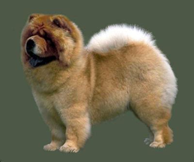 Chow Chow Grooming