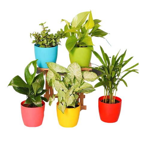 Indoor Air-Purifying Plants Collection – bigwishbox