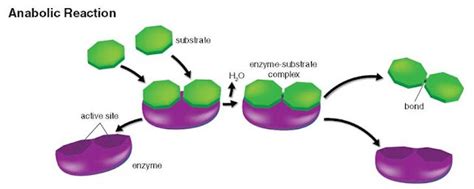 Senior Biology: Enzymes