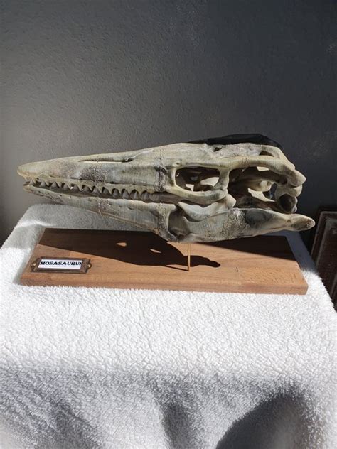 impressive 3D replica of Mosasaurus skull, beautiful - Catawiki