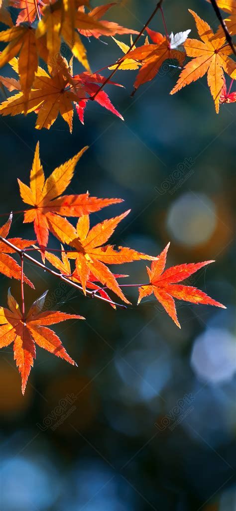 Maple Leaf Cell Phone Wallpaper In Late Autumn Images Free Download on Lovepik | 400258439