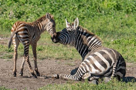 Mother and Baby Zebras Resting in an African National Park Stock Image - Image of resting ...