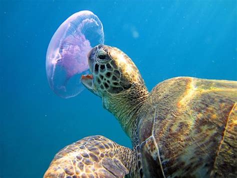 Яндекс.Фотки переехали | Sea turtle, Turtle, Ocean creatures