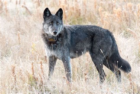 Famous Yellowstone Wolf 926F Killed By Trophy Hunter