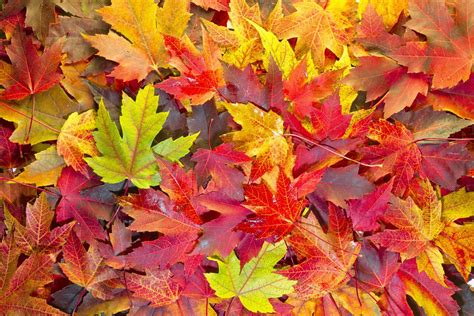 Why Do Leaves Change Colors in the Fall? | Britannica