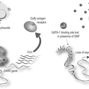 Duffy blood group antigen and P. vivax malaria. Schematic... | Download ...