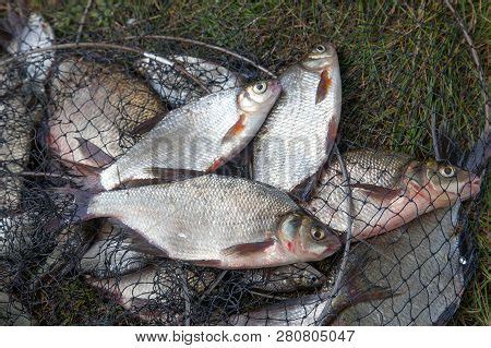 Freshwater White Bream Image & Photo (Free Trial) | Bigstock