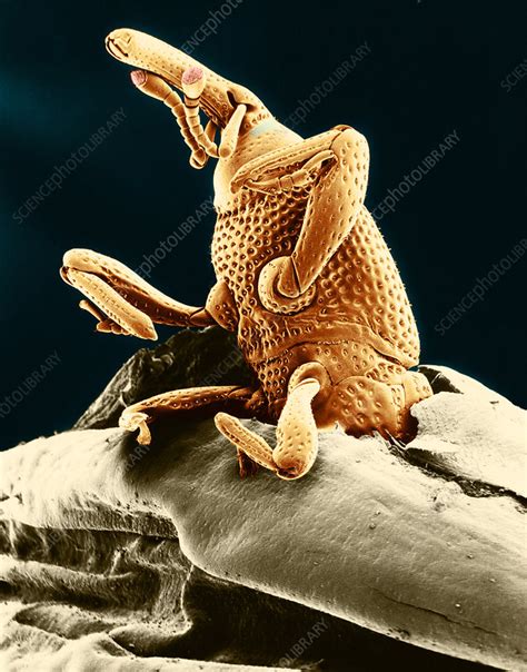 Grain Weevil, SEM - Stock Image - C028/3147 - Science Photo Library