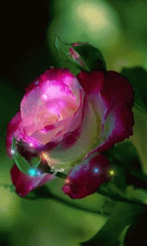 Floral GIF - Floral - Discover & Share GIFs