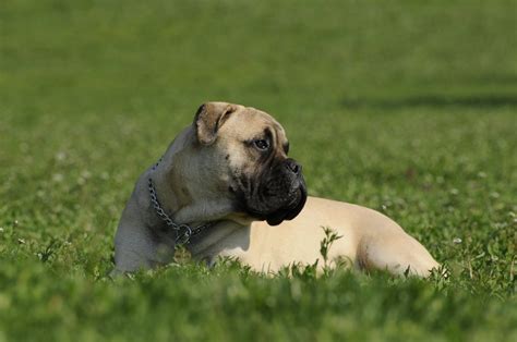 Learning the Bullmastiff Temperament: The Lovable Family Friend ...