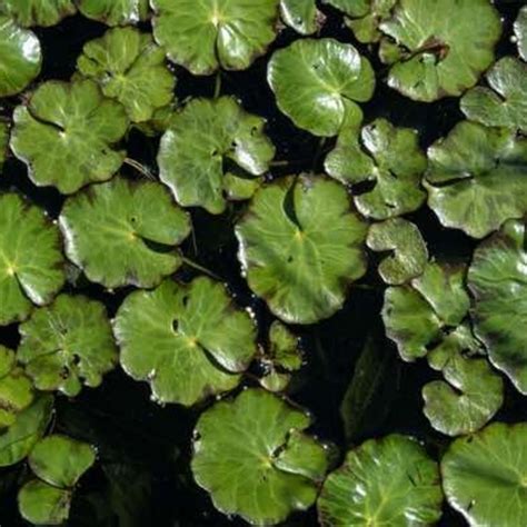 15 Best Water Plants for Indoors and Backyard Ponds - Foter