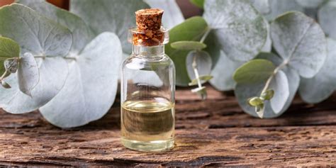 7 Amazing Eucalyptus Oil Benefits - How to Use Eucalyptus Oil