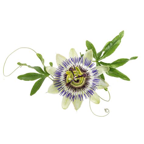 Passion Flower Extract - Bionorm