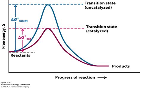 Why does a catalyst cause a reaction to speed up? | Socratic