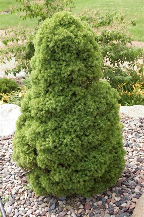 Dwarf Alberta Spruce - Plant Library - Pahl's Market - Apple Valley, MN