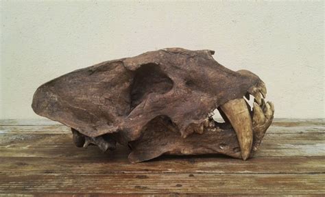 Saber-toothed Cat Skull replica - Homotherium crenatidens - 34.5 cm ...