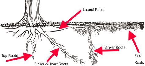 3 Types of Tree Root Systems - A Plus Tree